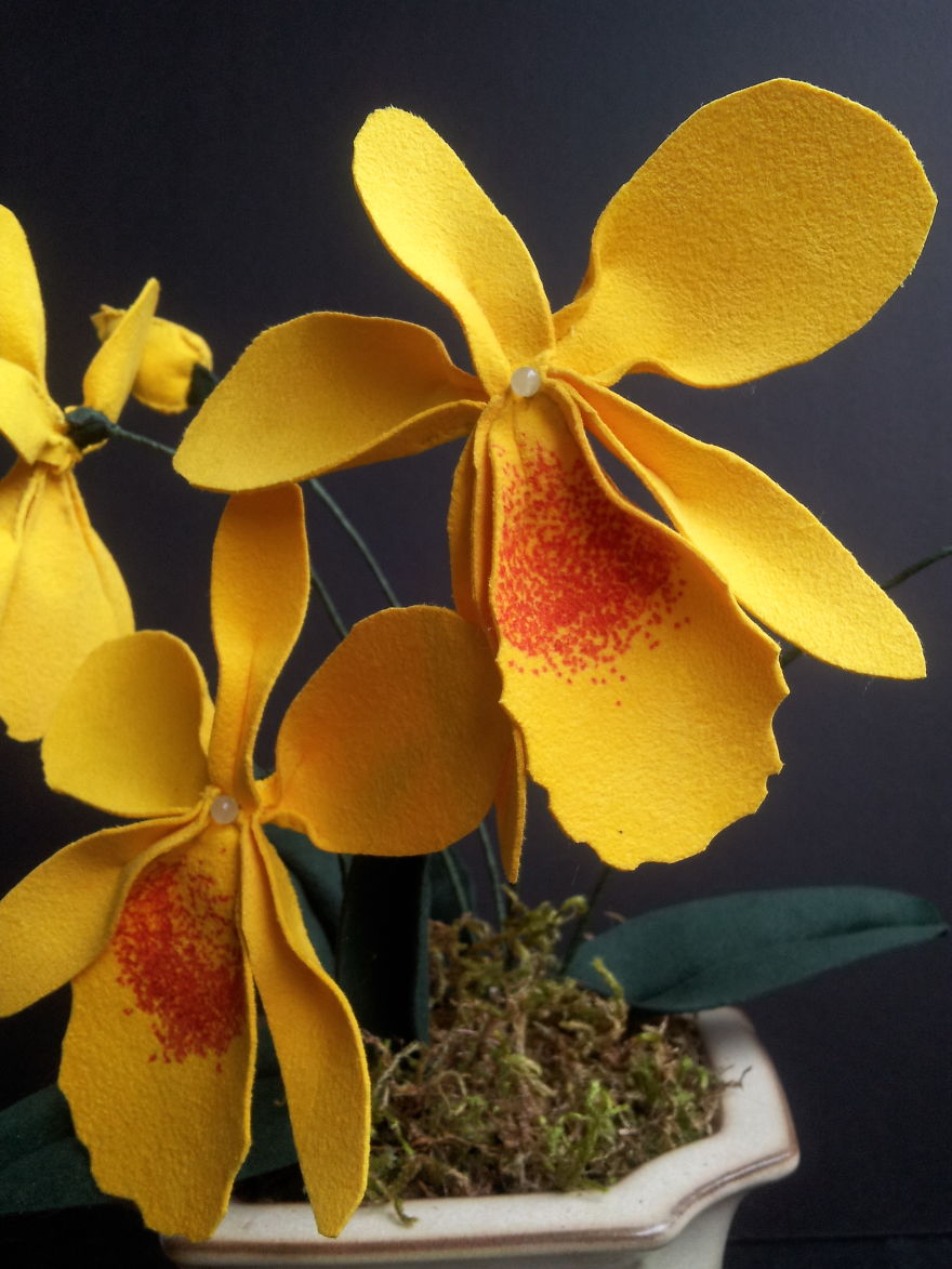 Laeliocattleya Orchid In Yellow Laeliocattleya Orchid In Yellow