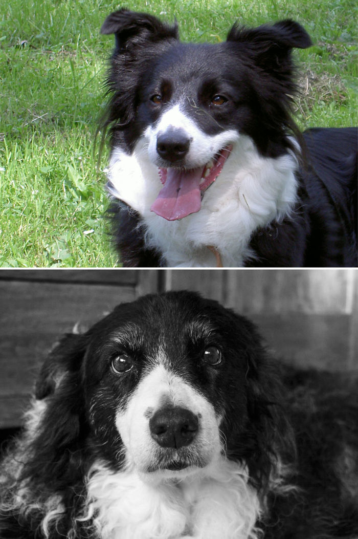 From The Day We Adopted Her To Her Final Hours.