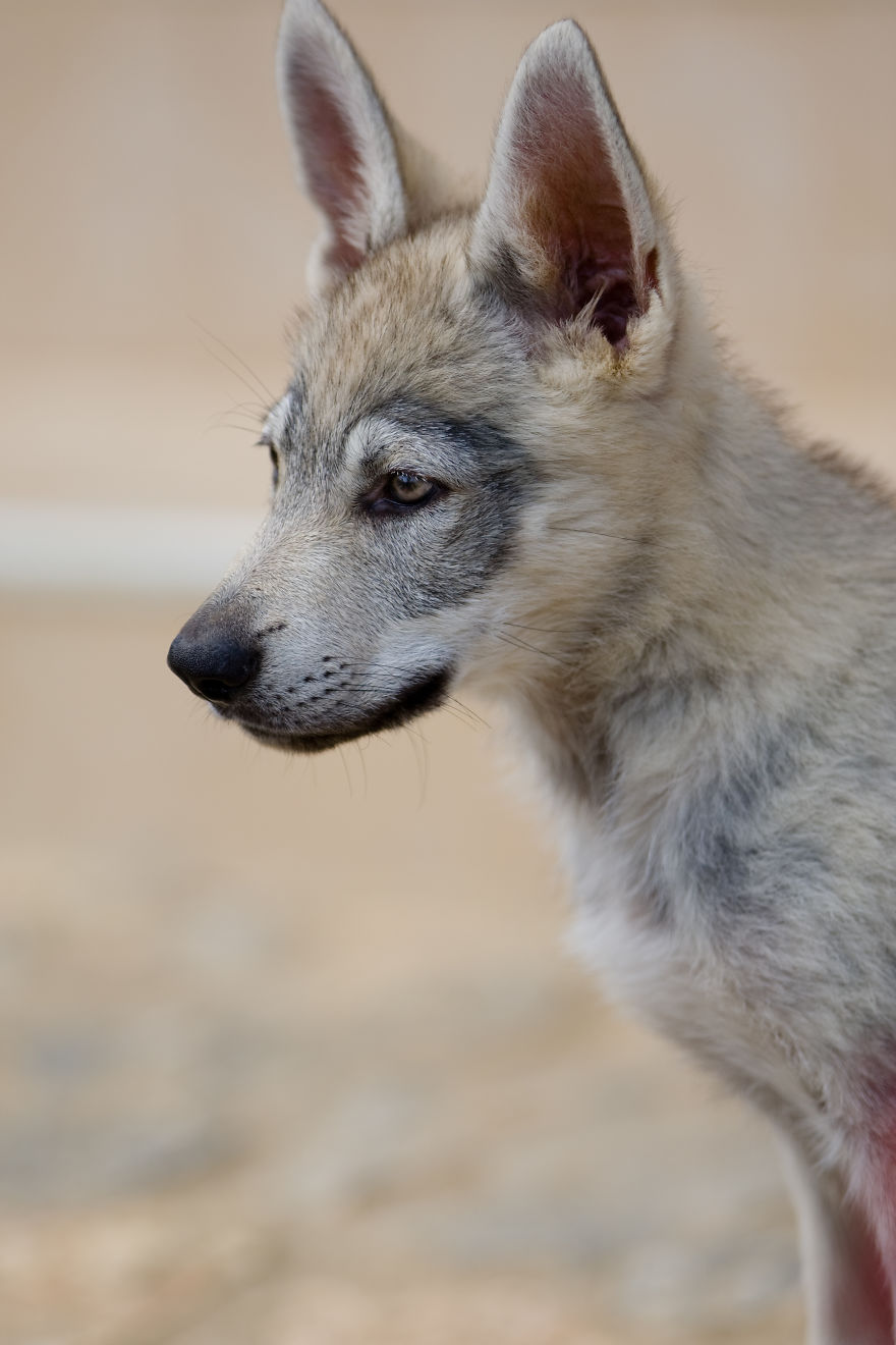 I Photographed A Family Living With Wolves