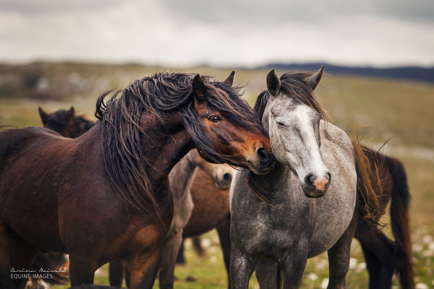 Photographing Wild Horses Has Left Me In Peace