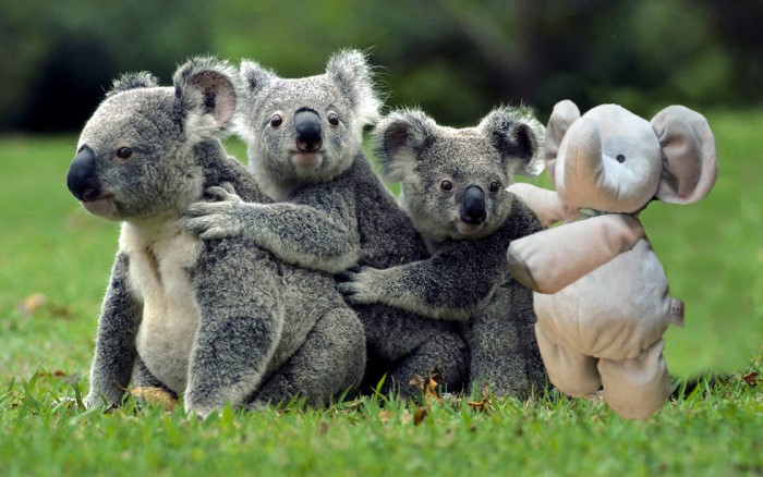 Making New Friends Down Under