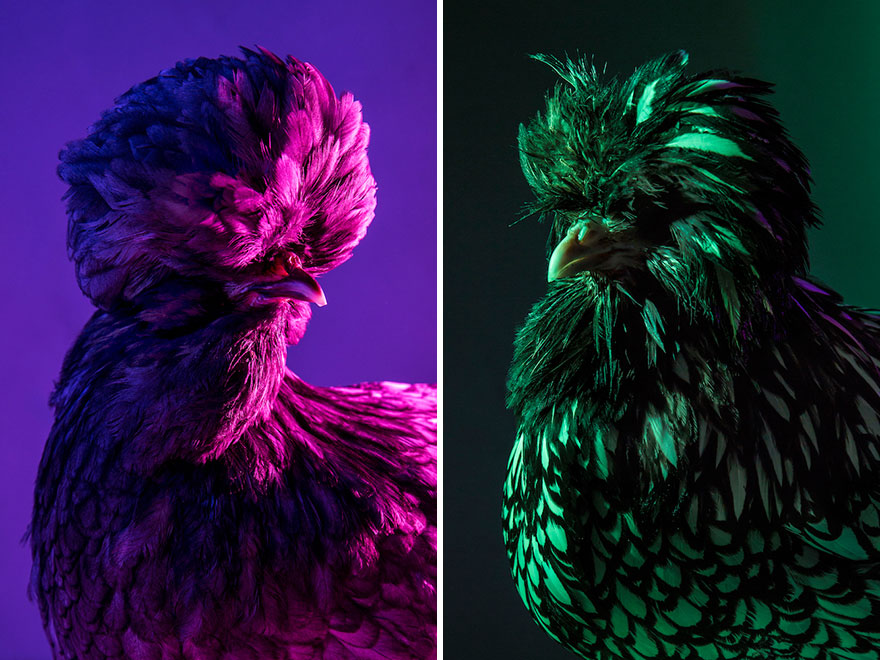 I Photograph Model-Like Portraits Of Stylish Chickens I Photograph Model-Like Portraits Of Stylish Chickens