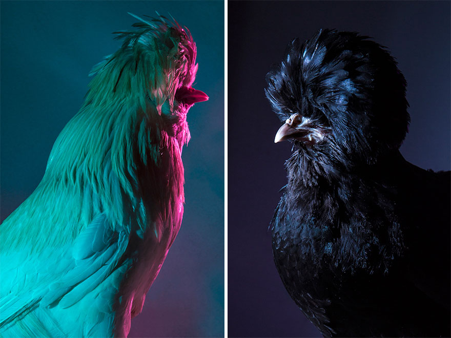 I Photograph Model-Like Portraits Of Stylish Chickens I Photograph Model-Like Portraits Of Stylish Chickens