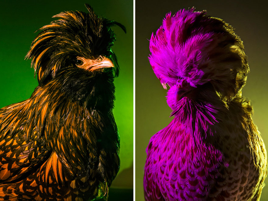 I Photograph Model-Like Portraits Of Stylish Chickens I Photograph Model-Like Portraits Of Stylish Chickens