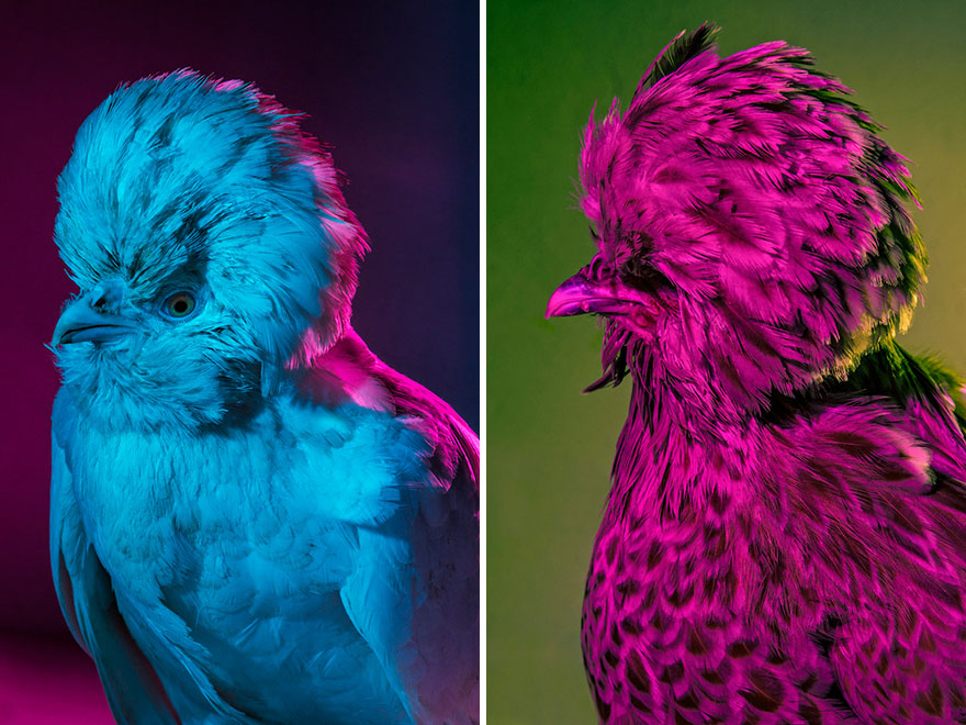 I Photograph Model-Like Portraits Of Stylish Chickens I Photograph Model-Like Portraits Of Stylish Chickens