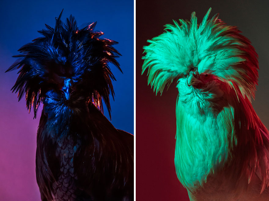I Photograph Model-Like Portraits Of Stylish Chickens