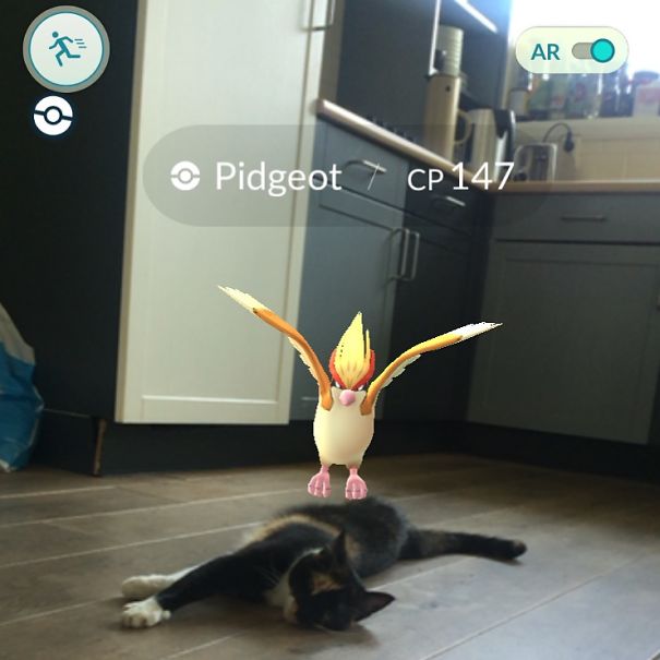 Cat seemingly interacts with Pidgeot in Pokémon Go on kitchen floor, highlighting pets seeing augmented reality creatures.