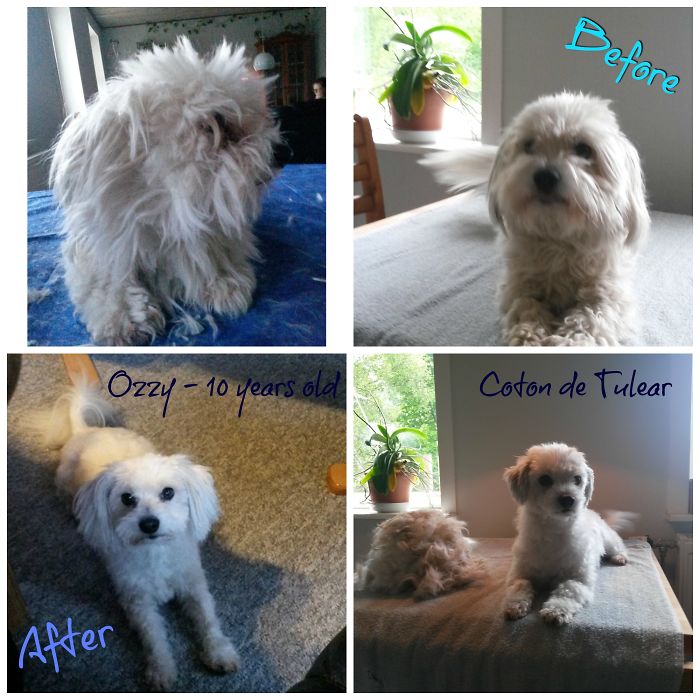 Coton De Tulear - Puppy Cut