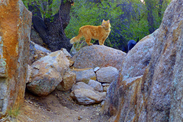 Hobo, On The Road For All His Life, Blazing Yet, Another Trail.