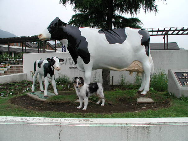 Cow?