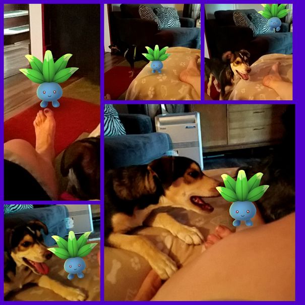 Dog interacting with Pokémon Go Oddish, suggesting pets can see the game.