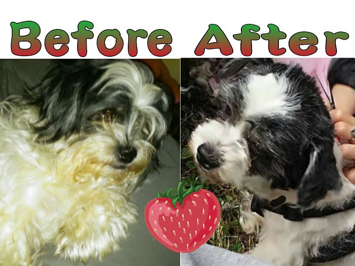 Strawberry Before An After