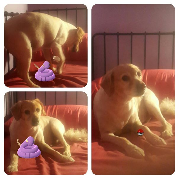Dog interacting with Pokémon Go elements on a bed, featuring Ekans and a Poké Ball.