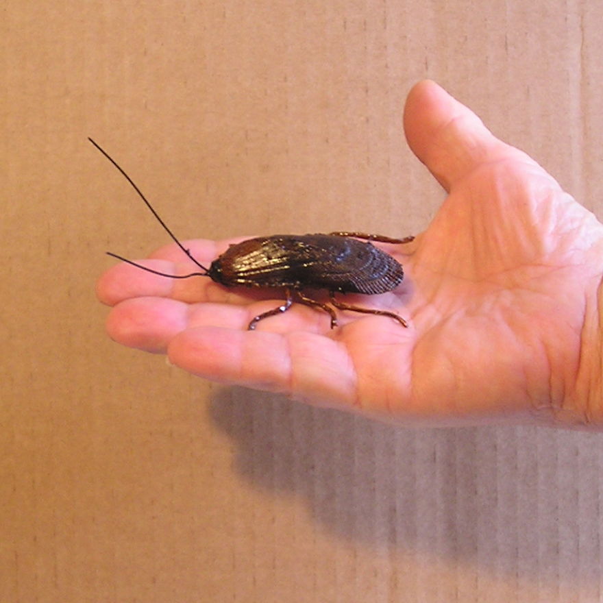 Roach Clips Here !....they're Not What You Think