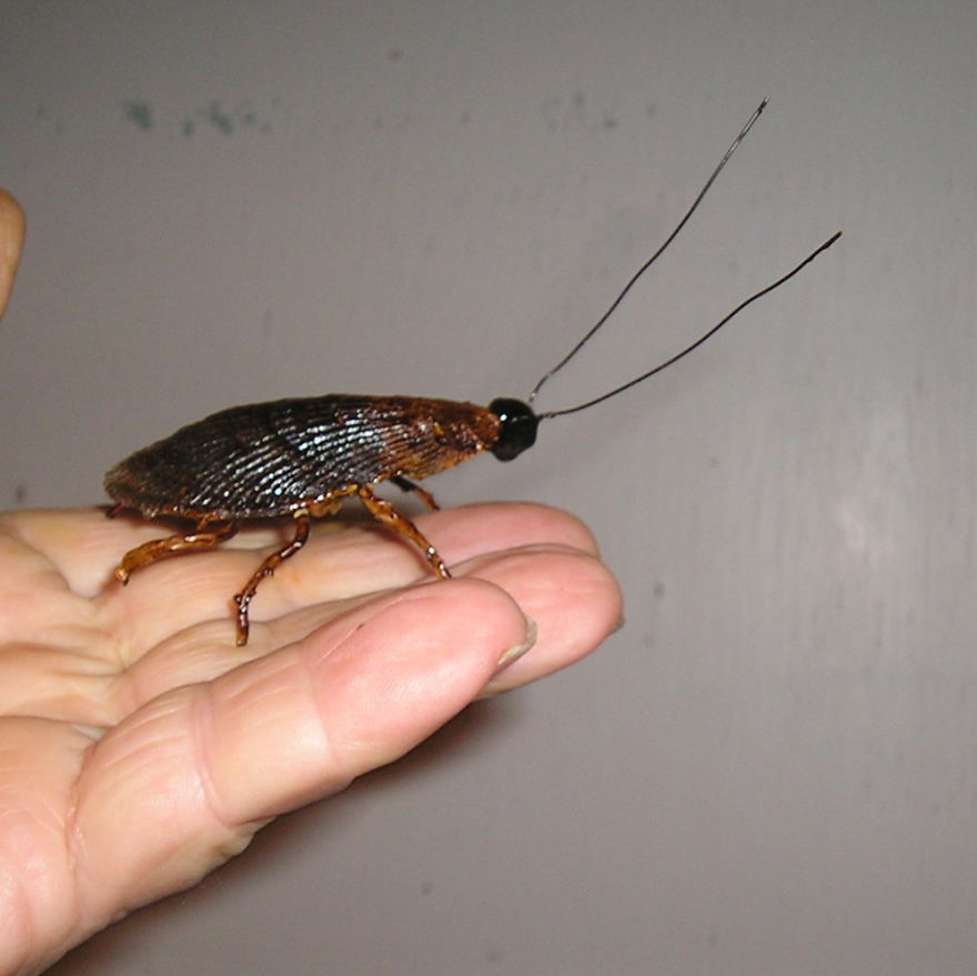 Roach Clips Here !....they're Not What You Think Roach Clips Here !....they're Not What You Think