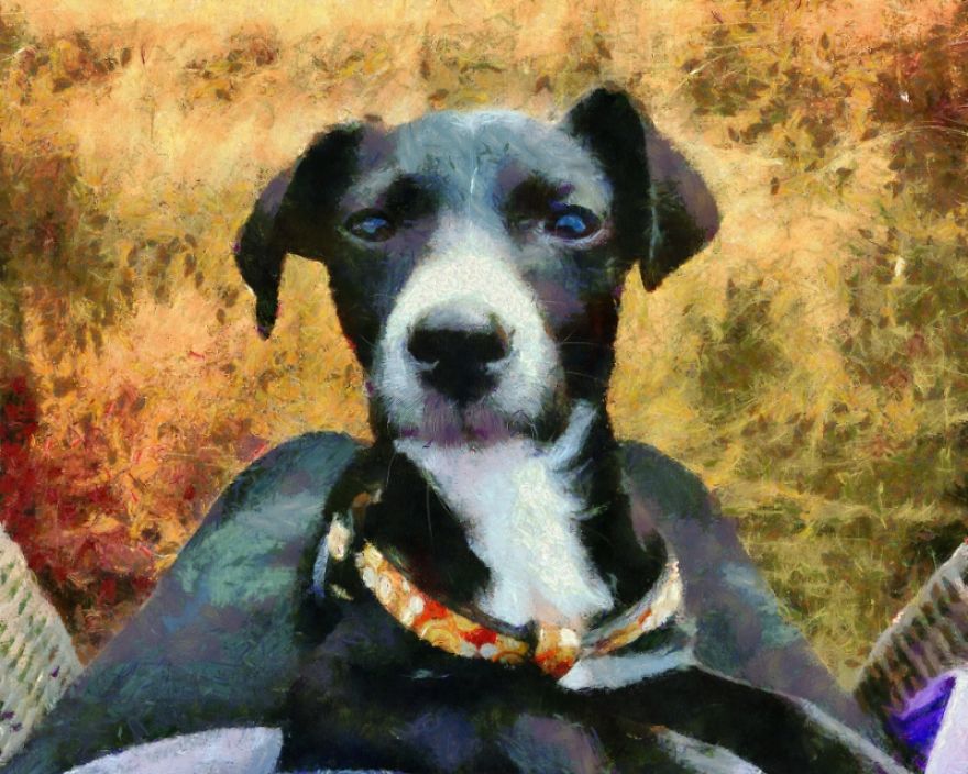 When Your Puppy Takes A Better Selfie Than You Do