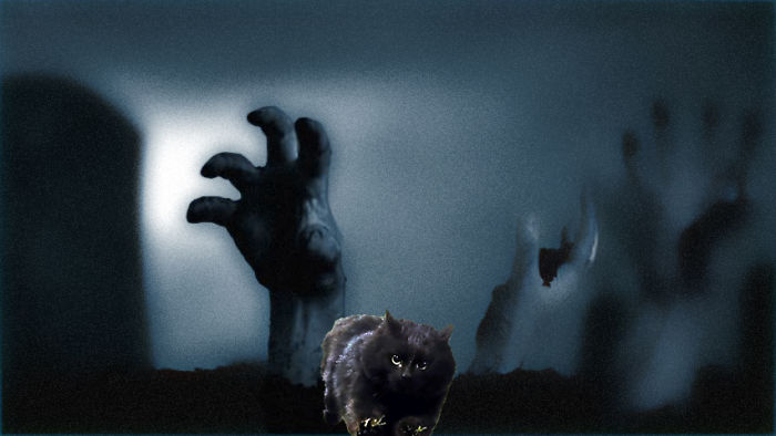 Yes, Cats Have Nine Lives... But Run The Hell Outta Here