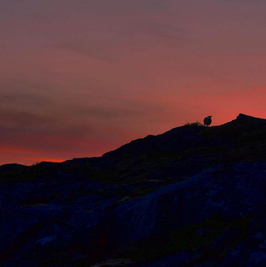 We Dedicated An Instagram Profile To The Newest Norwegian Tourism's Mascots - Sheep We Dedicated An Instagram Profile To The Newest Norwegian Tourism's Mascots - Sheep