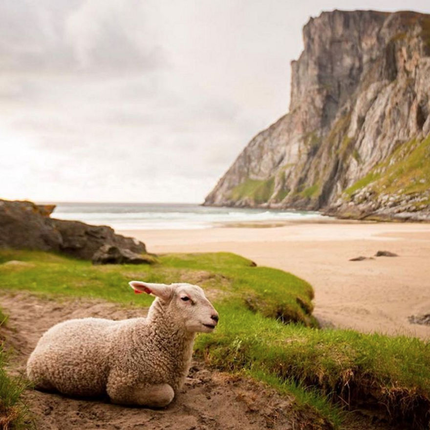 We Dedicated An Instagram Profile To The Newest Norwegian Tourism's Mascots - Sheep