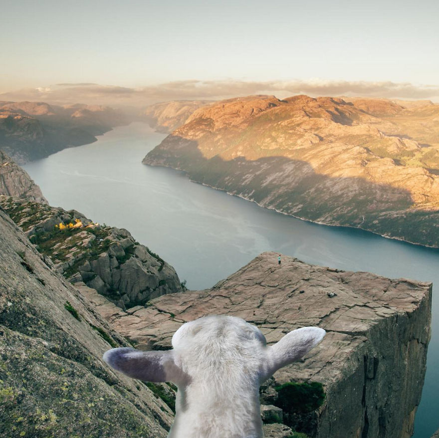 We Dedicated An Instagram Profile To The Newest Norwegian Tourism's Mascots - Sheep We Dedicated An Instagram Profile To The Newest Norwegian Tourism's Mascots - Sheep