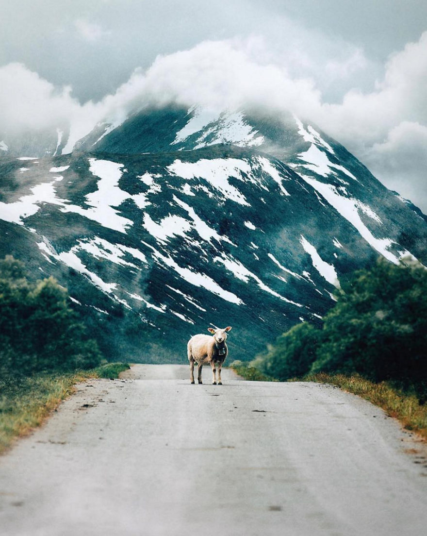 We Dedicated An Instagram Profile To The Newest Norwegian Tourism's Mascots - Sheep We Dedicated An Instagram Profile To The Newest Norwegian Tourism's Mascots - Sheep