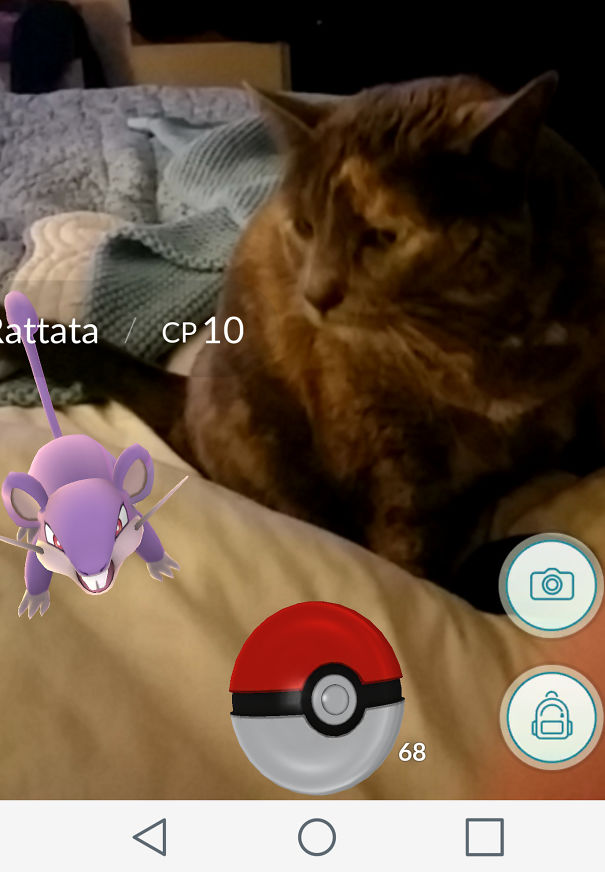 Cat seemingly observes Rattata in Pokémon Go on a bed, showcasing pets interacting with augmented reality.