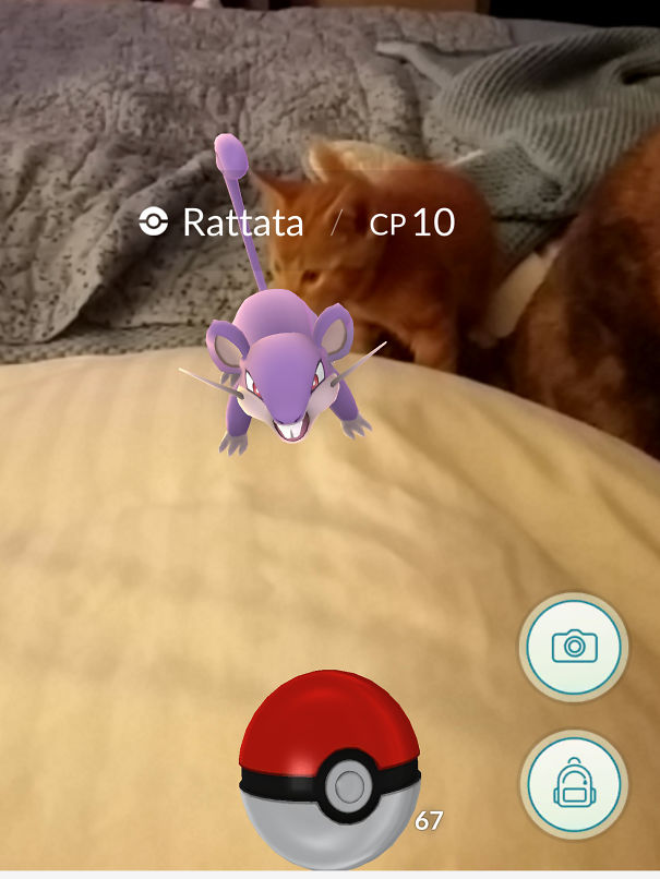 Pet reacting to a Rattata Pokémon in the Pokémon Go app, showcasing playful interaction.
