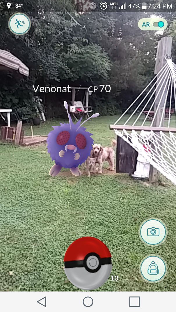 Dog reacting to a virtual Venonat in Pokémon Go, suggesting pets can see Pokémon.