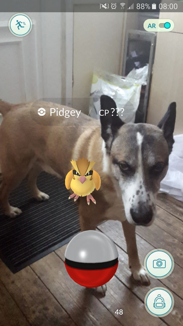 Dog seemingly interacts with a Pidgey in Pokémon Go, suggesting pets may perceive the game.