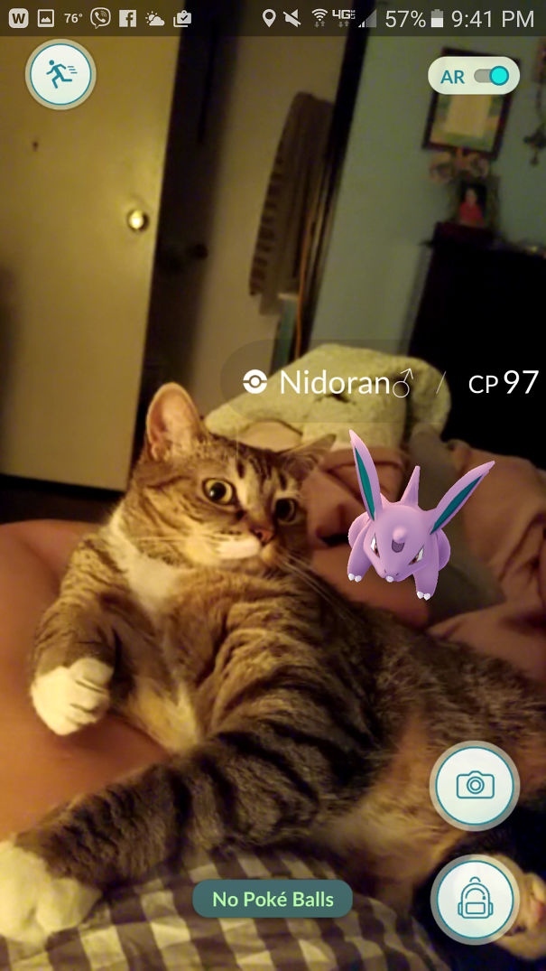 Cat reacting to a Nidoran in Pokémon Go AR mode, illustrating pets seeing Pokémon.