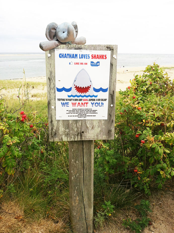 Shark Week In Chatham Cape Cod