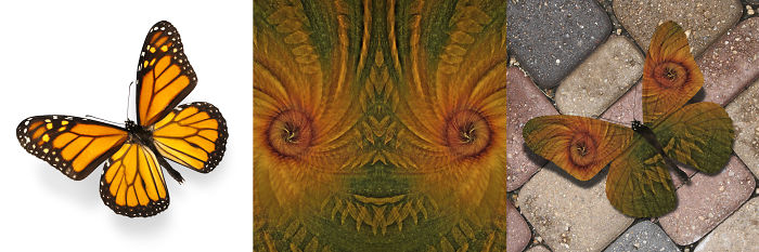 Stock To Ross Lowell To Valefarensis Rosslowellus