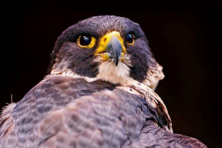 The World's Most Beautiful Animals