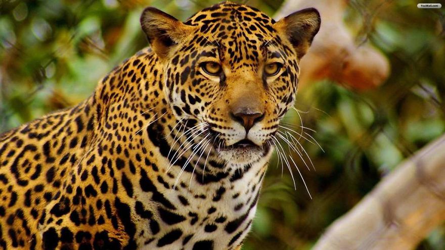 The World's Most Beautiful Animals