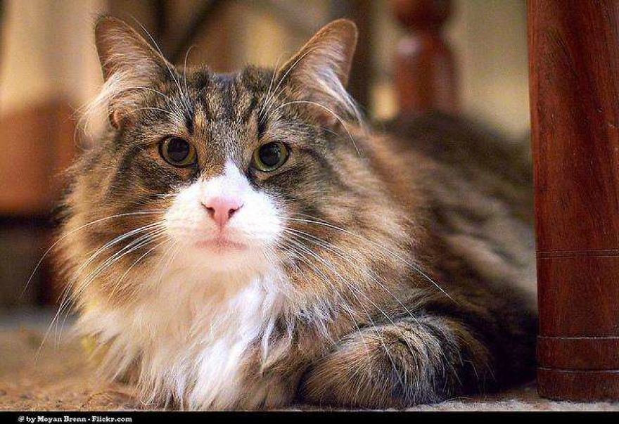 The World's Most Beautiful Animals