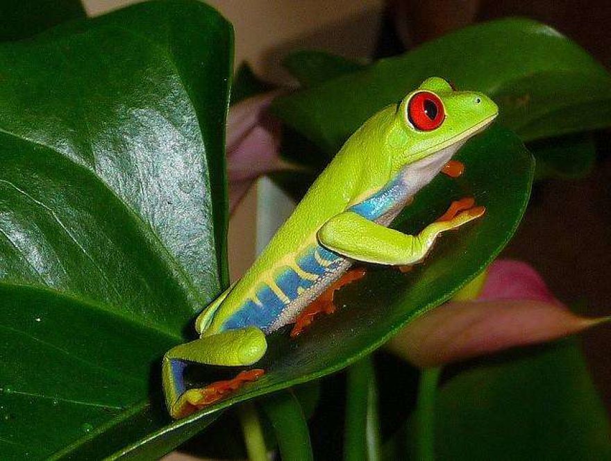 The World's Most Beautiful Animals