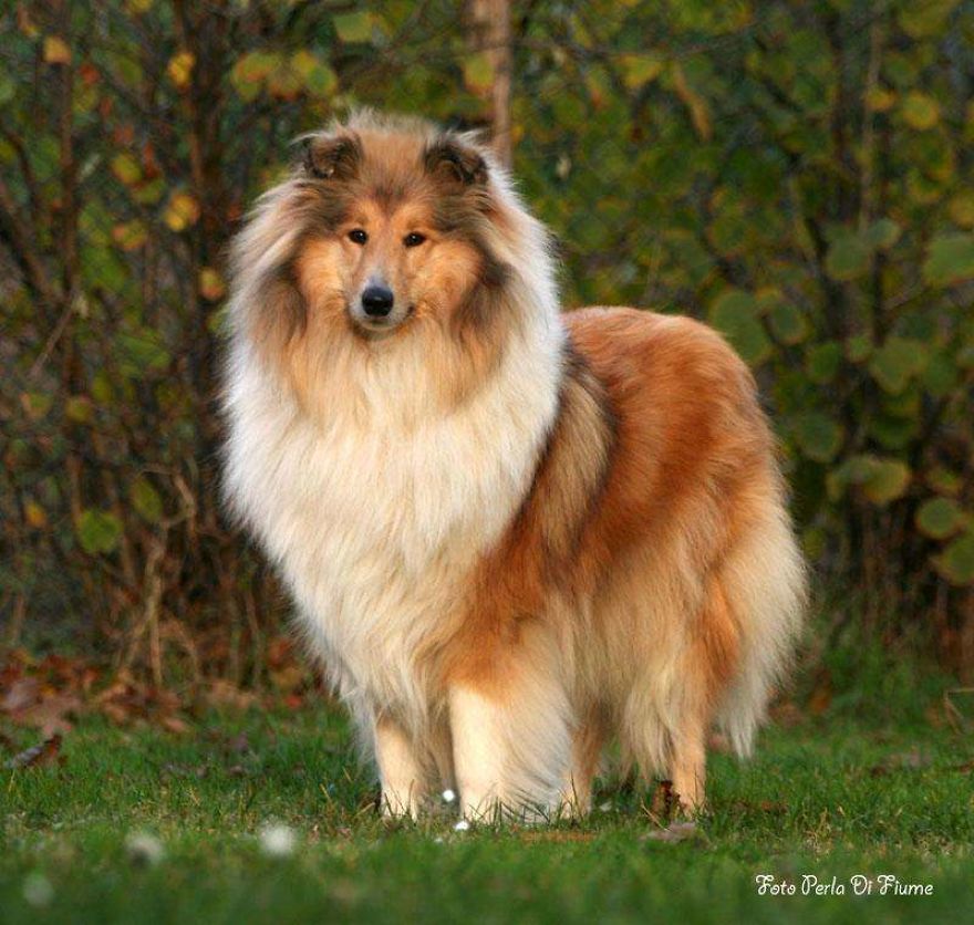 The World's Most Beautiful Animals