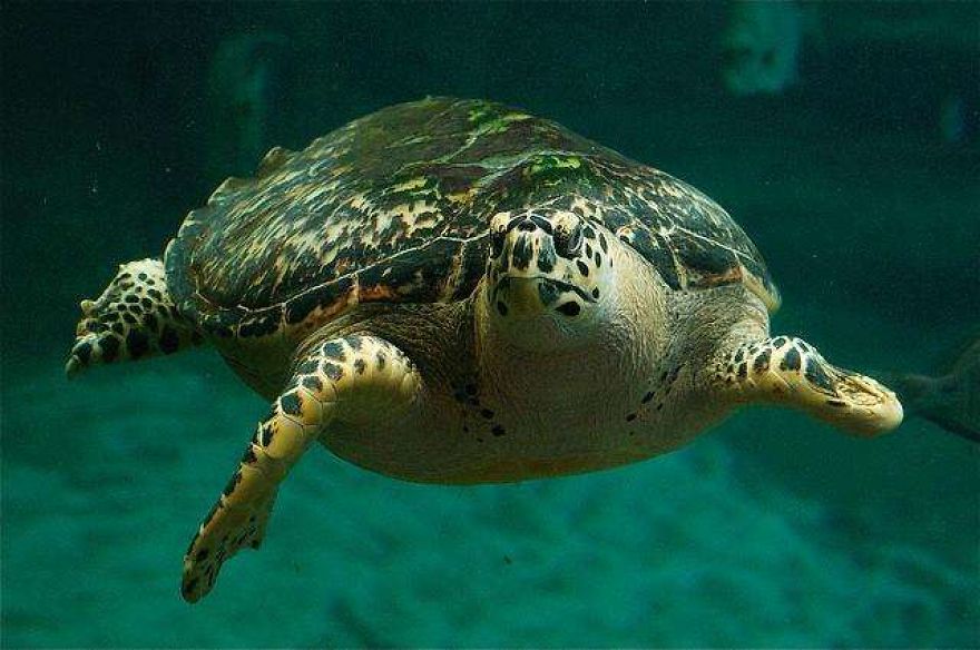 The World's Most Beautiful Animals