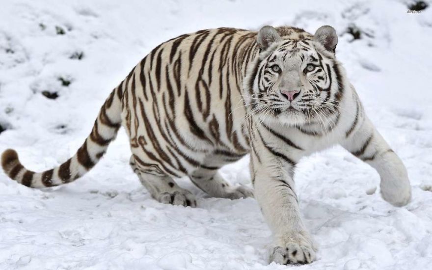 The World's Most Beautiful Animals