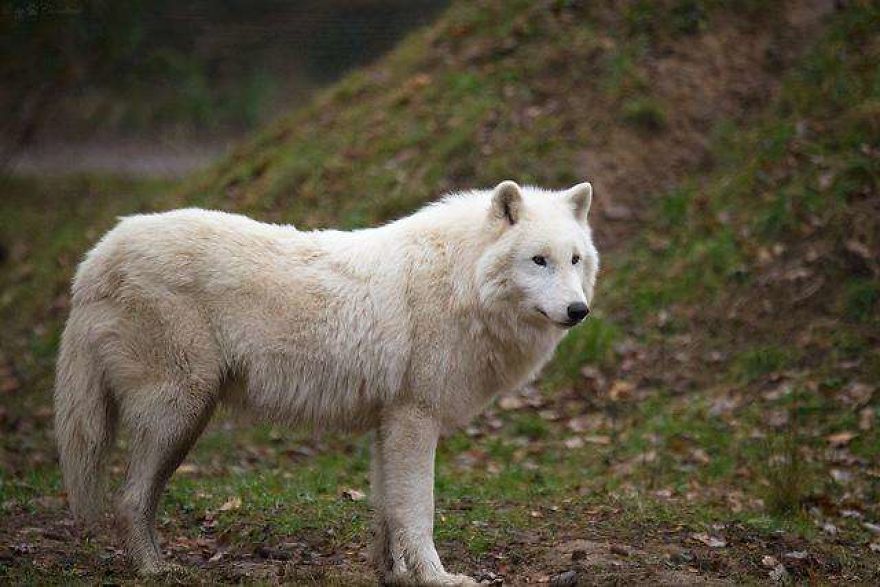 The World's Most Beautiful Animals