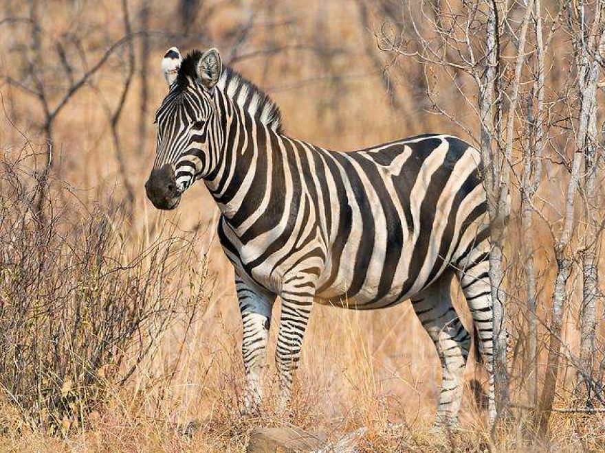 The World's Most Beautiful Animals