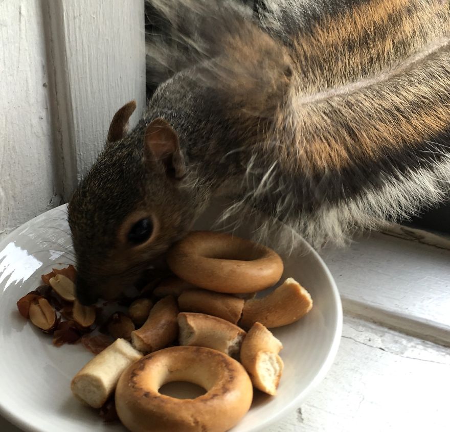 This Squirrel Showed Up On My Fire Escape And She Wasn't Alone This Squirrel Showed Up On My Fire Escape And She Wasn't Alone