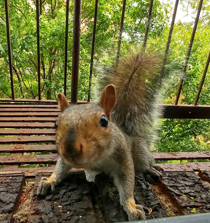 This Squirrel Showed Up On My Fire Escape And She Wasn't Alone This Squirrel Showed Up On My Fire Escape And She Wasn't Alone