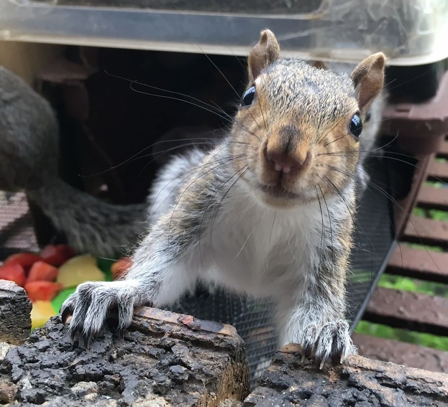 This Squirrel Showed Up On My Fire Escape And She Wasn't Alone This Squirrel Showed Up On My Fire Escape And She Wasn't Alone