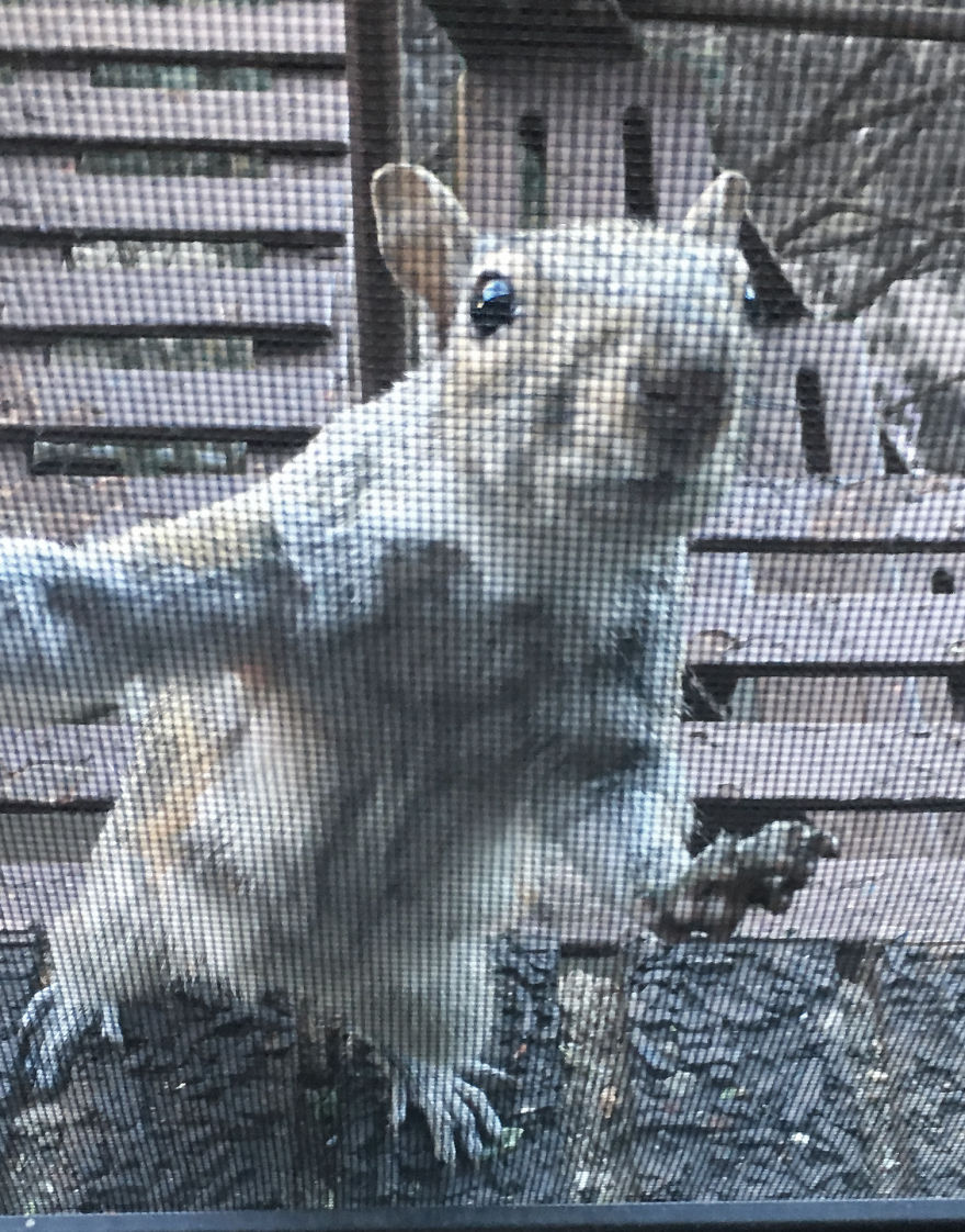 This Squirrel Showed Up On My Fire Escape And She Wasn't Alone This Squirrel Showed Up On My Fire Escape And She Wasn't Alone