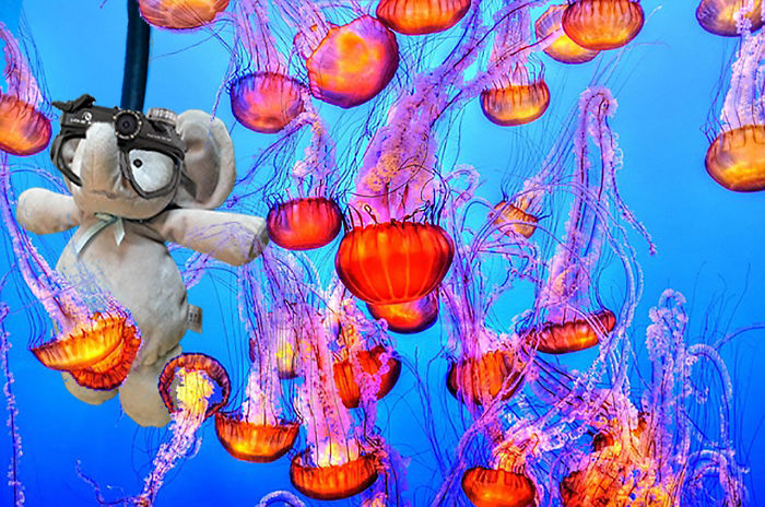 A Little Deep Sea Diving