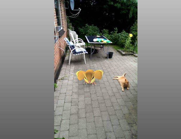 Pet cat curiously observing a Pokémon Go creature on a patio.