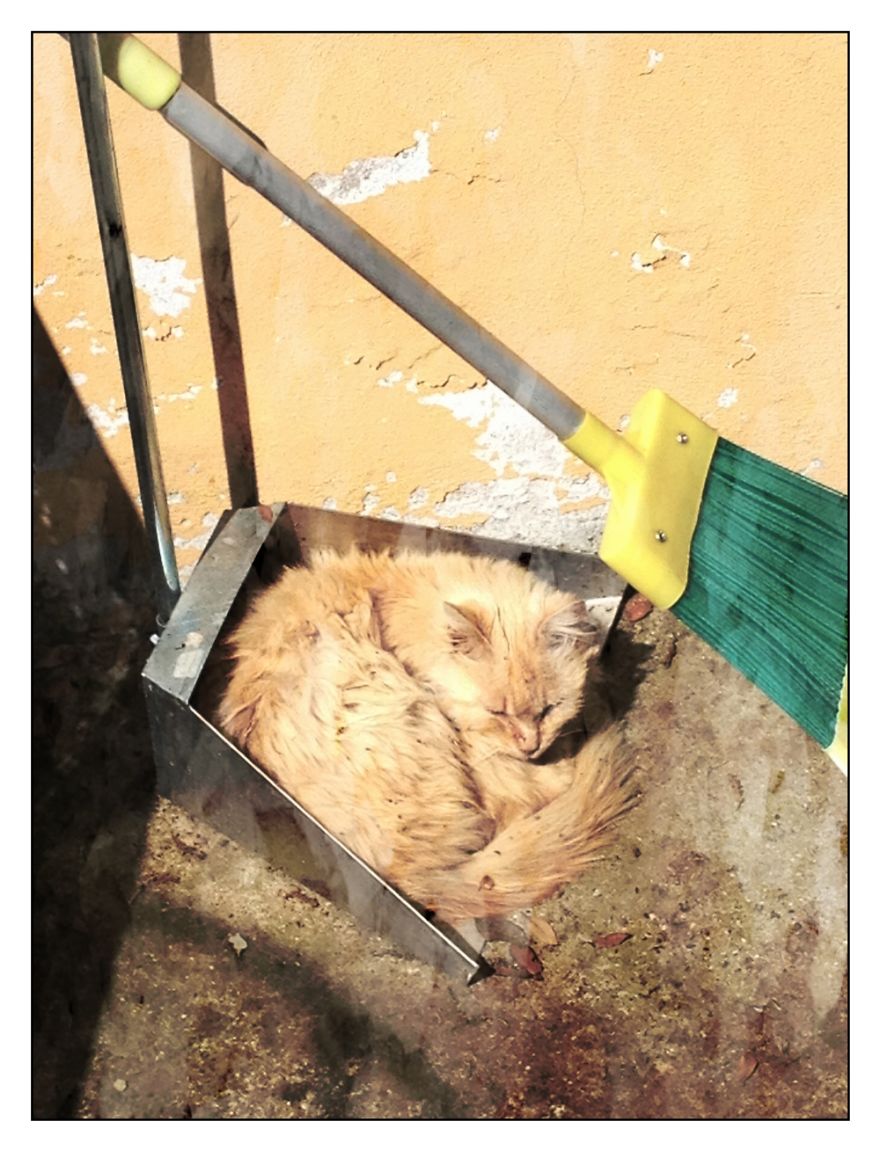 When You Know You Are Beaten By Your Cats