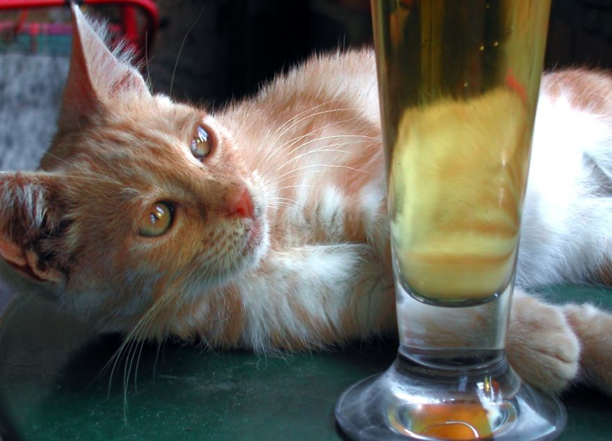 When You Know You Are Beaten By Your Cats