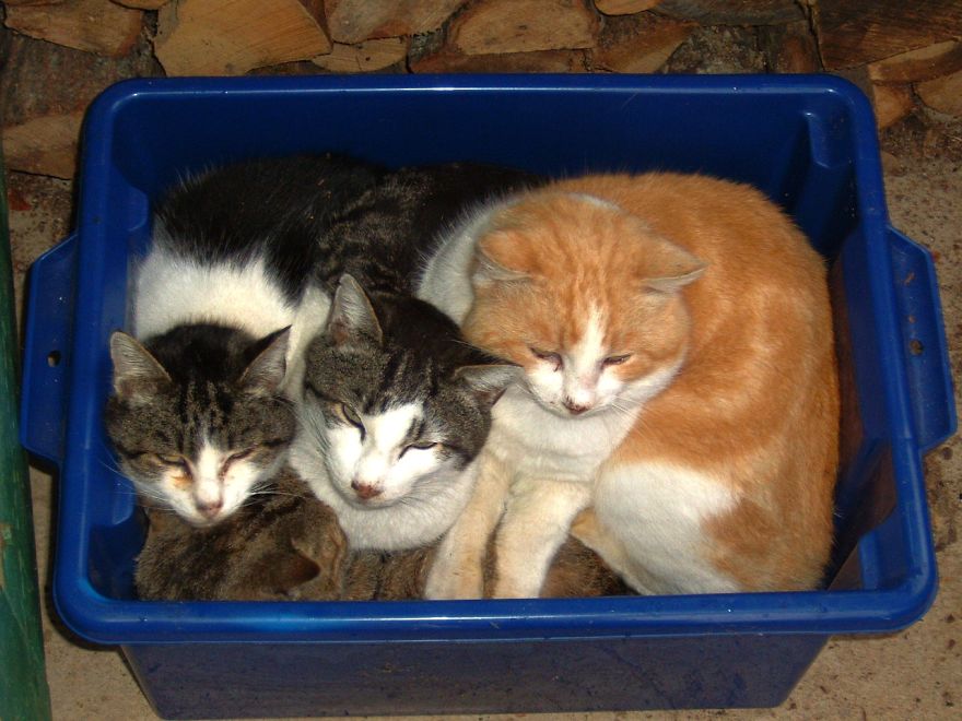 When You Know You Are Beaten By Your Cats